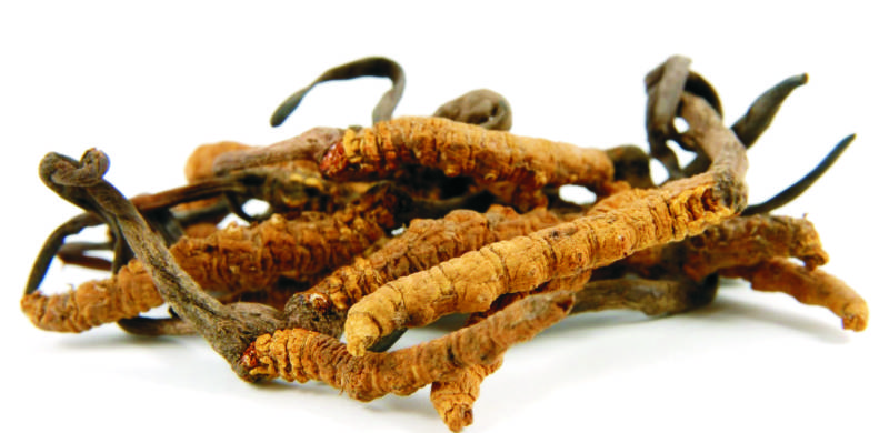 Kordyceps